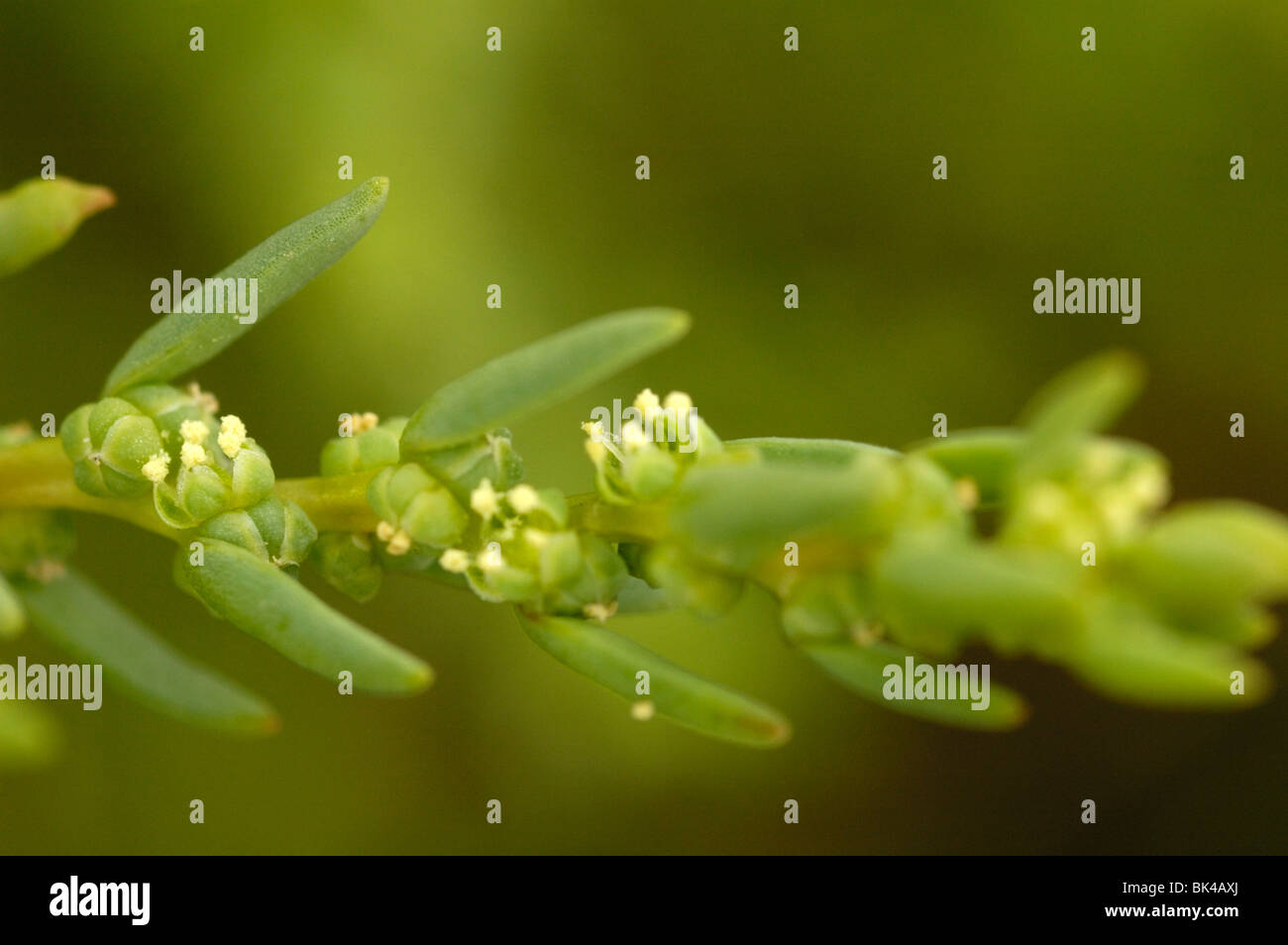 Mare annuale-blite Foto Stock