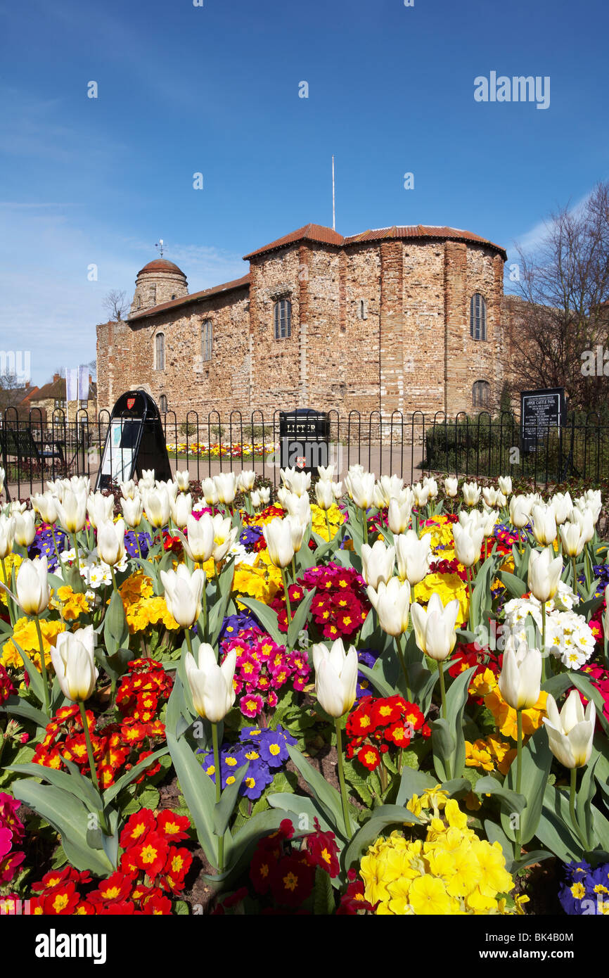 Gran Bretagna Essex Colchester Castello Parco superiore tulipani primavera Foto Stock