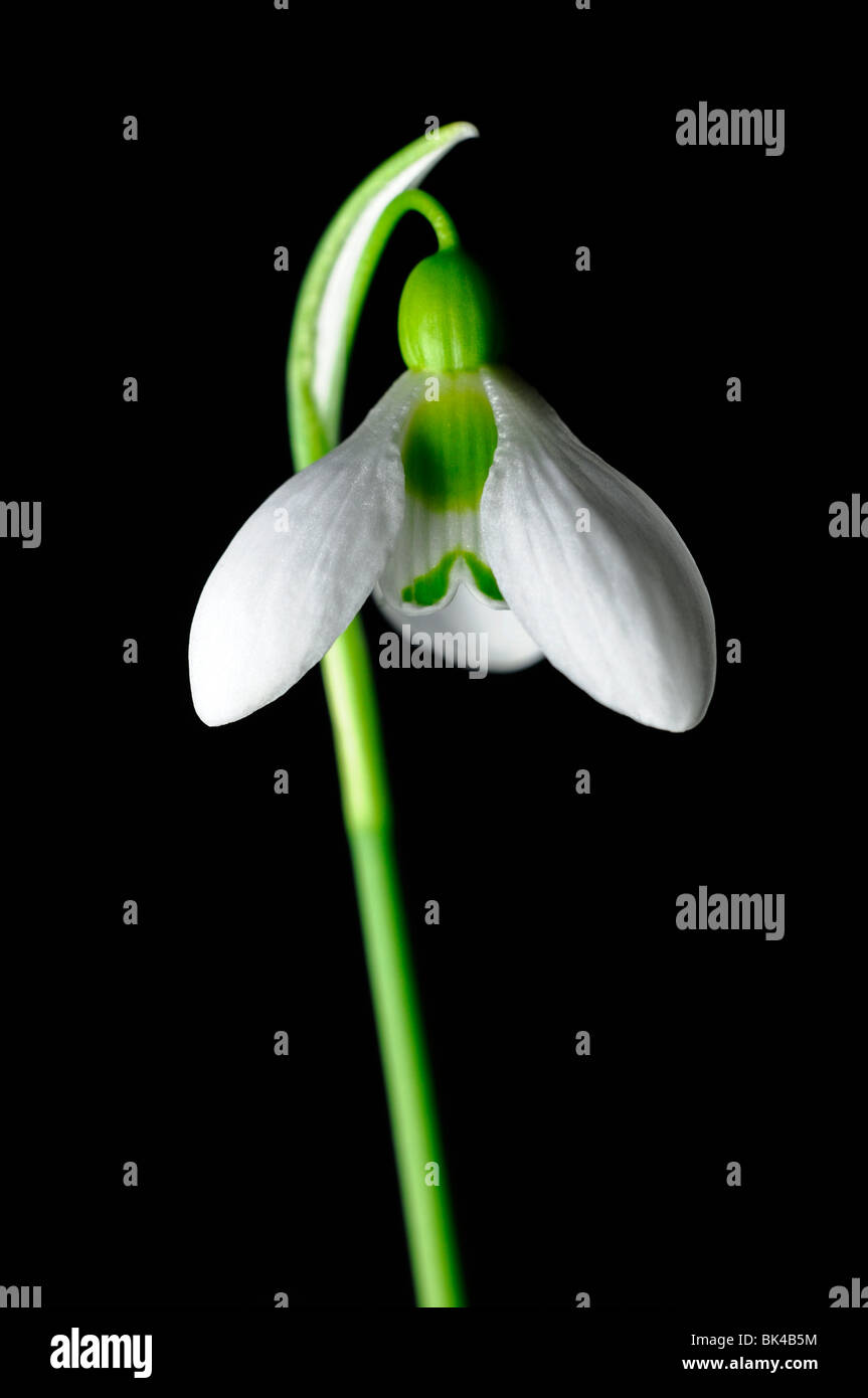 Galanthus elwesii Snowdrop unico fiore fioritura invernale Snowdrop comune bianco forma a campana in bianco su sfondo nero Foto Stock