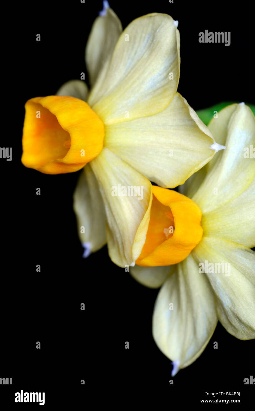 Narcissus tazetta gruppo grand soleil d'or Yellow Daffodils sfondo bianco Foto Stock