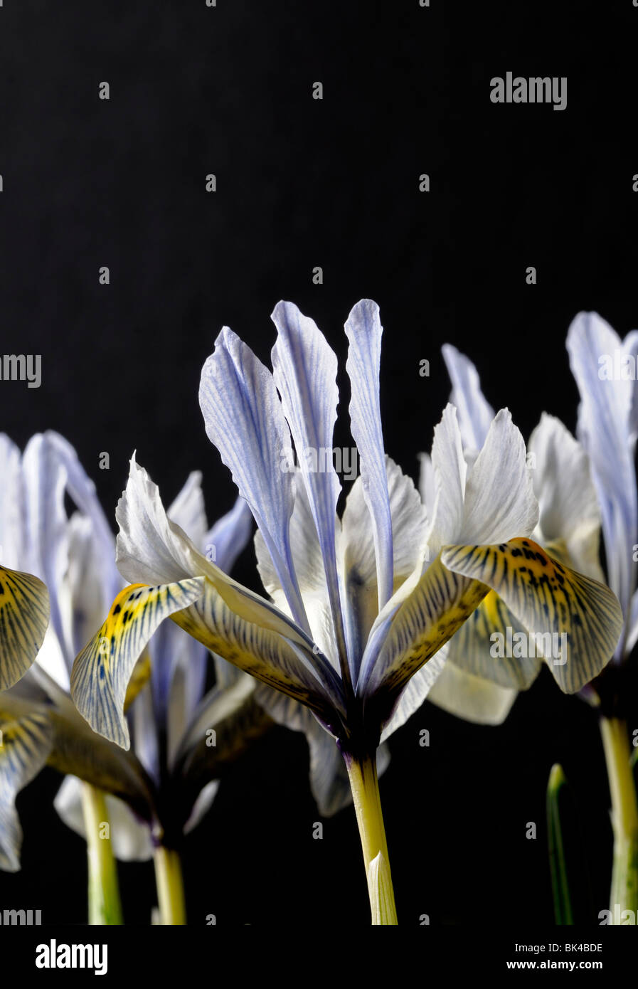 Iris Katharine Hodgkin Reticulata Catherine colore giallo e blu fiore pianta di giardino a fioritura primaverile perenne Foto Stock