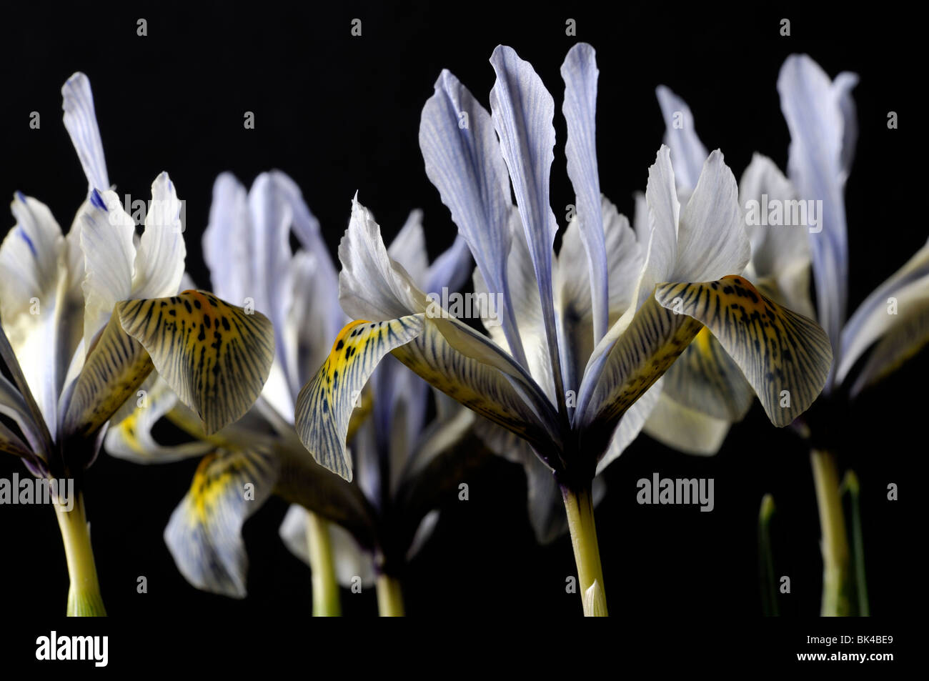 Iris Katharine Hodgkin Reticulata Catherine colore giallo e blu fiore pianta di giardino a fioritura primaverile perenne Foto Stock