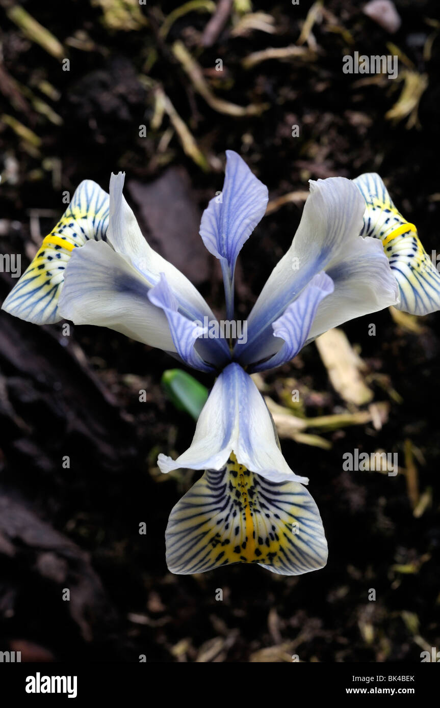 Iris Katharine Hodgkin Reticulata Catherine colore giallo e blu fiore pianta di giardino a fioritura primaverile perenne Foto Stock