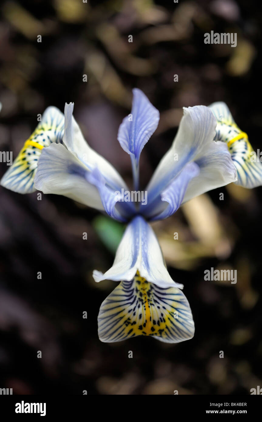 Iris Katharine Hodgkin Reticulata Catherine colore giallo e blu fiore pianta di giardino a fioritura primaverile perenne Foto Stock