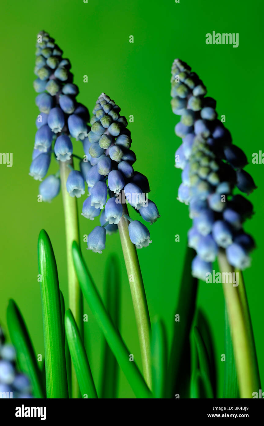Muscari armeniacum giacinto uva fiori blu perenne primavera lampadina Foto Stock