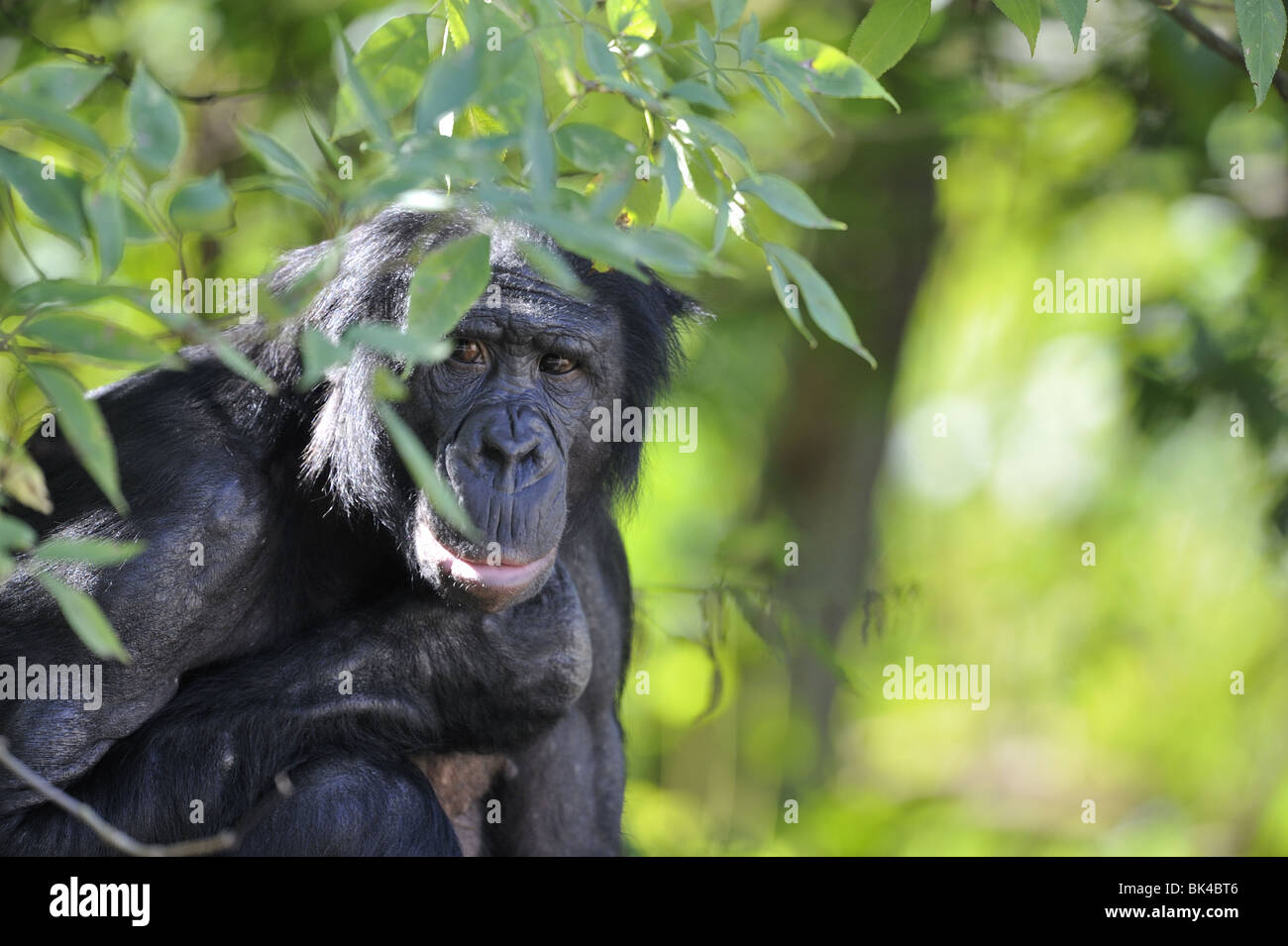 Ritratto di un maschio Bonobo (Pan paniscus) Foto Stock