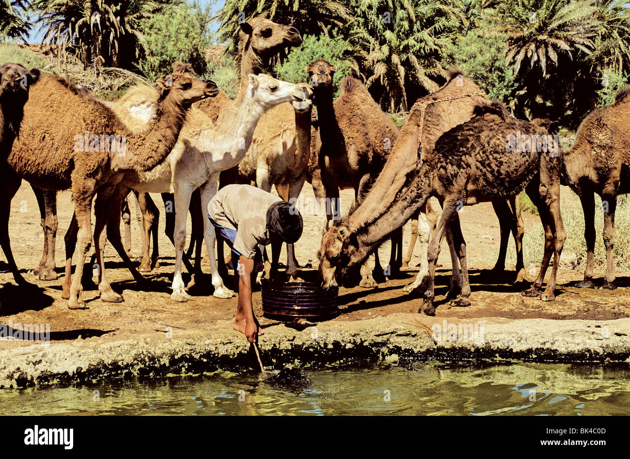 Cammelli a Layoun oasi, Marocco Foto Stock