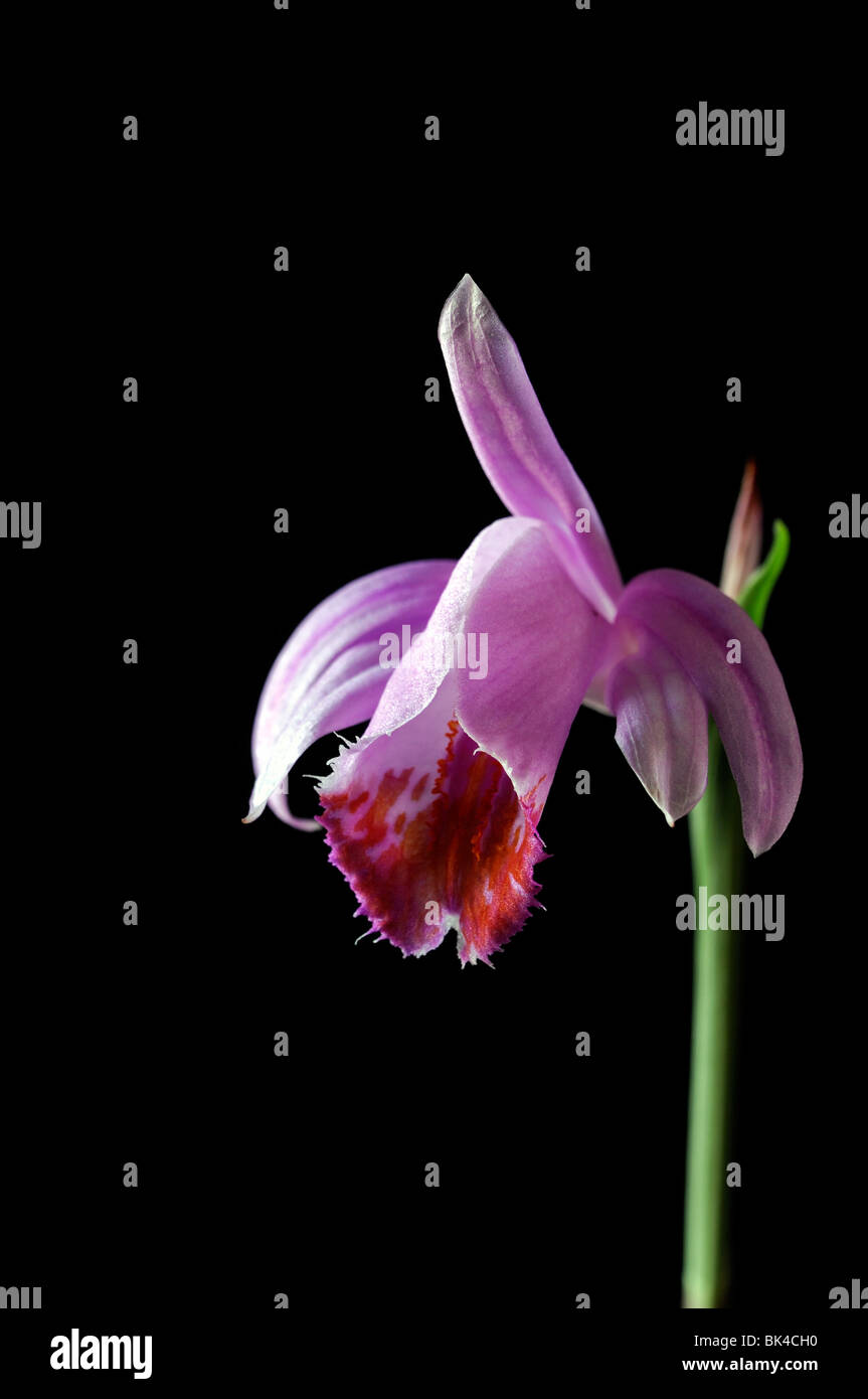 Pleione tongariro davanzale orchid di piante e fiori viola rosa impostare il contrasto contrastato il nero lo sfondo scuro Foto Stock