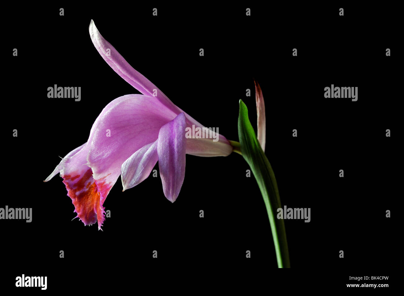 Pleione tongariro davanzale orchid di piante e fiori viola rosa impostare il contrasto contrastato il nero lo sfondo scuro Foto Stock