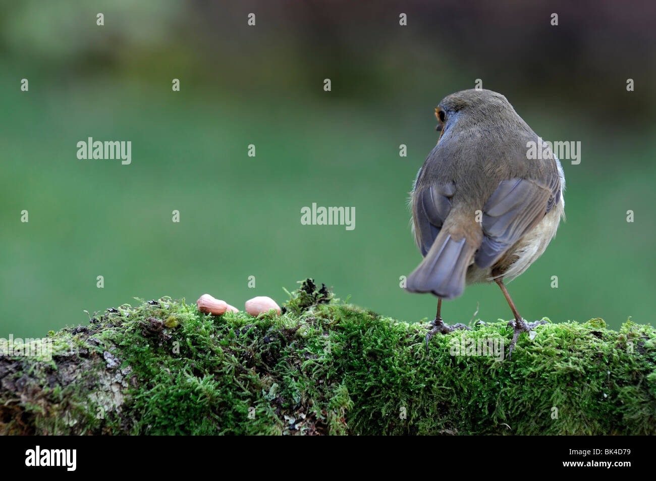 Erithacus Rubecula pettirosso uccello appollaiato permanente pesce persico alla ricerca moss lichen coperchio ramo coperto Giardino cauto wildlife Foto Stock