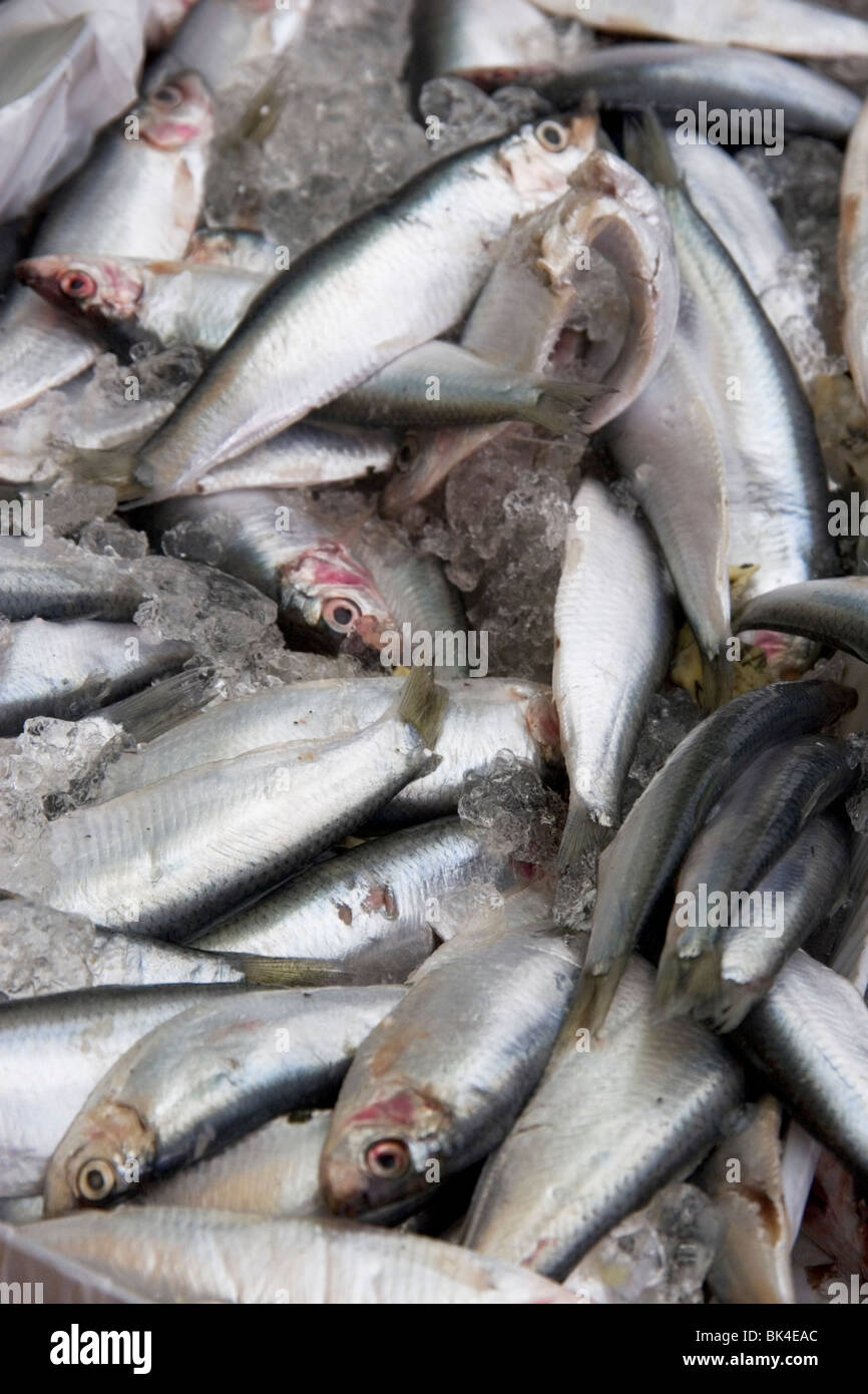 Sarde fresche per la vendita su un pescivendoli stallo a Kingsbridge Farmers Market Sud prosciutti, Devon Foto Stock