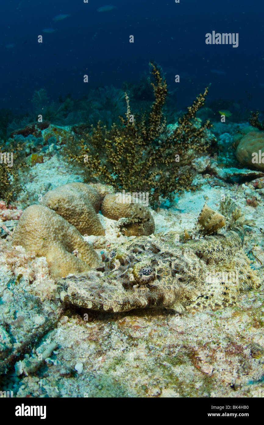 Pesci coccodrillo, Cymbacephalus beauforti, Tatawa Isola, Parco Nazionale di Komodo, Indonesia Foto Stock