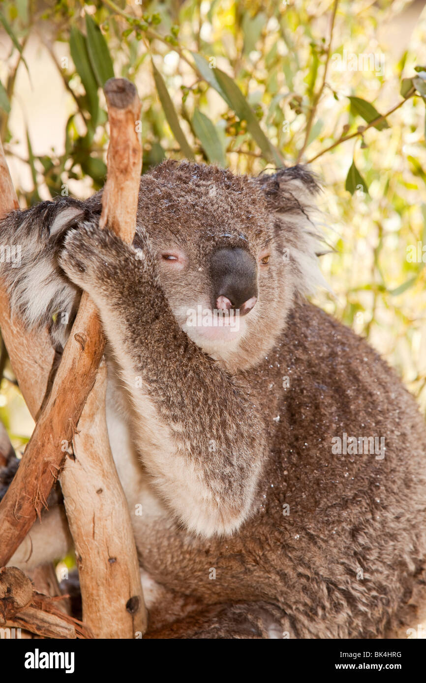 Un miserabile cercando il Koala in un parco naturale nei pressi di Echuca, Victoria, Australia. Foto Stock