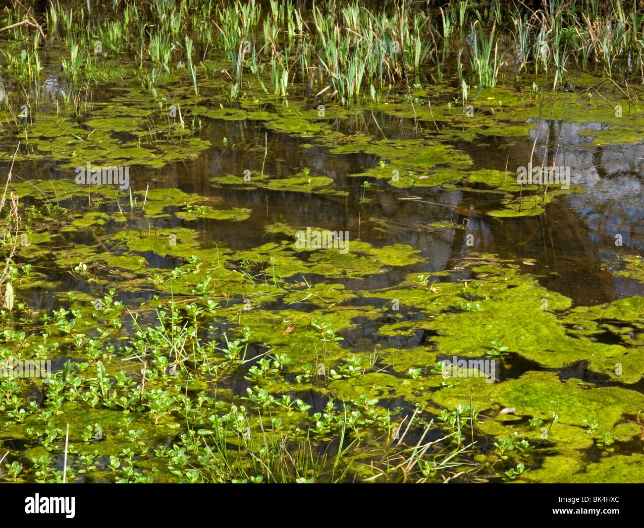 alghe dello stagno Foto Stock