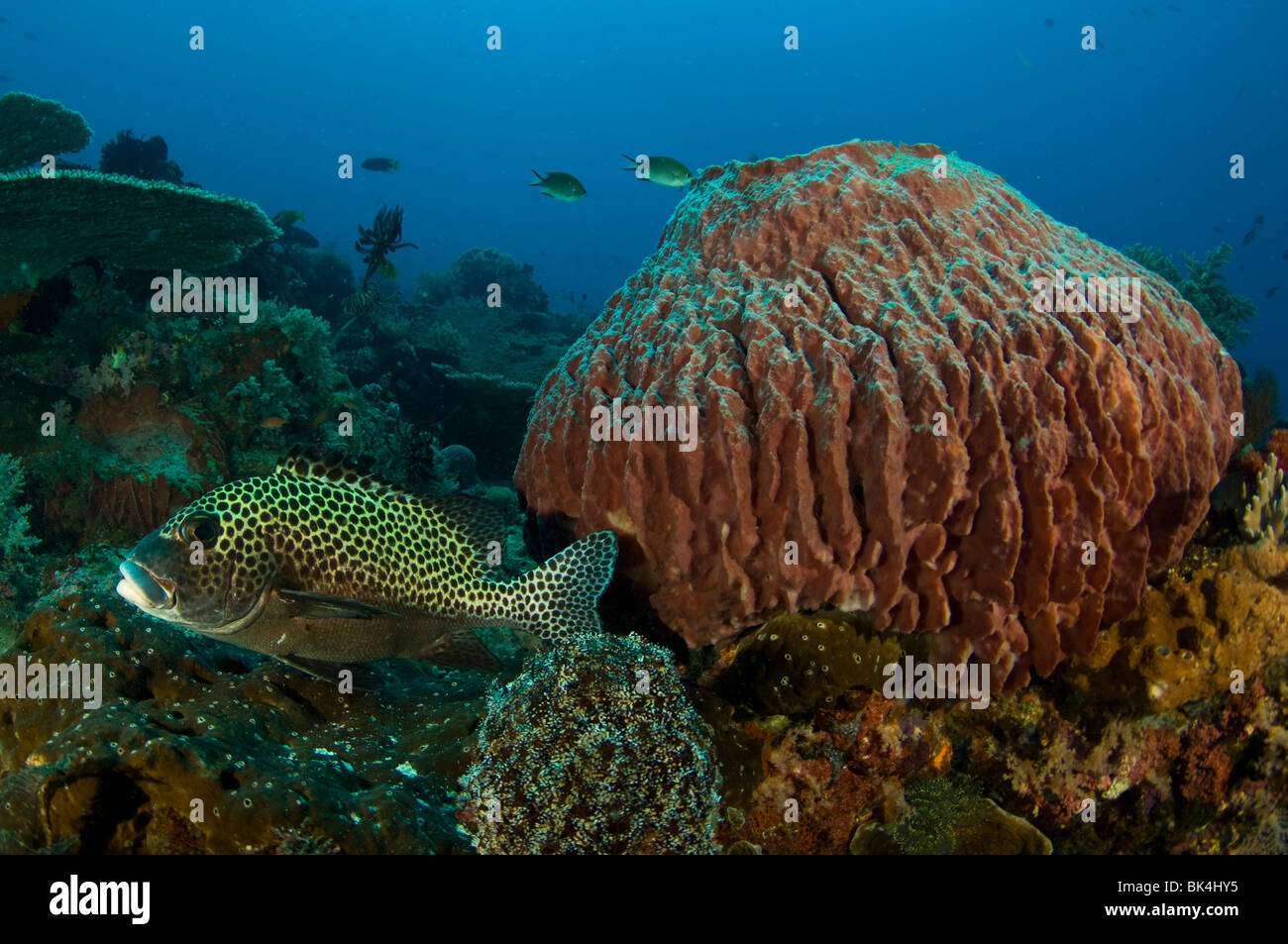 Arlecchino Sweetlips, Plectorhinchus chaetodonoides, Tatawa Isola, Parco Nazionale di Komodo, Indonesia Foto Stock