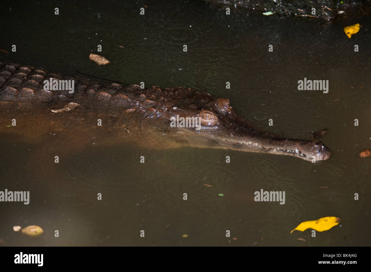 Snello-snouted coccodrillo, Crocodylus cataphractus, nativo per l'Africa occidentale, elencati come minacciate di estinzione Foto Stock