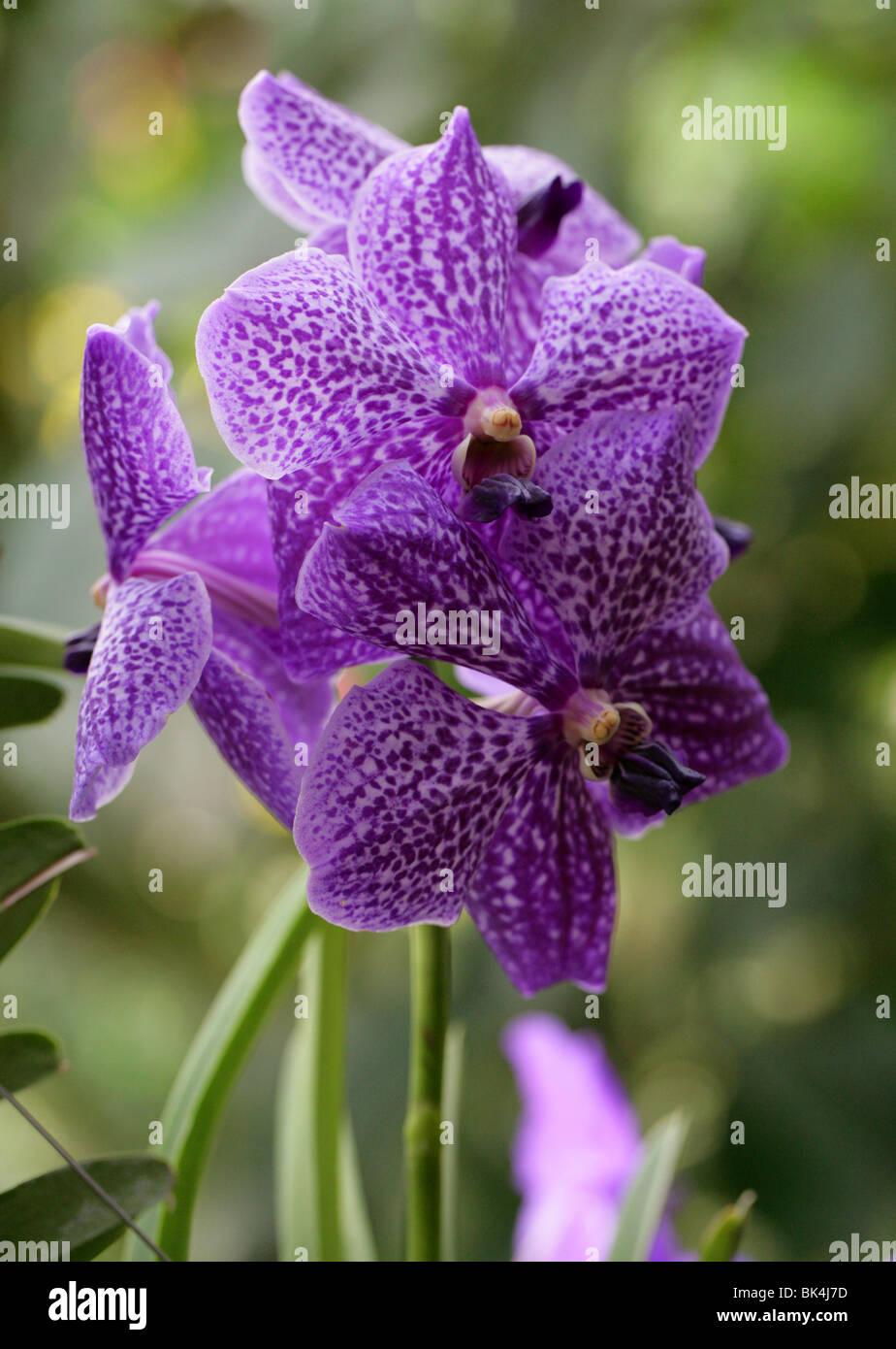 Blue Orchids, Vanda coerulea, cultivar, Vandeae, Orchidaceae. Foto Stock