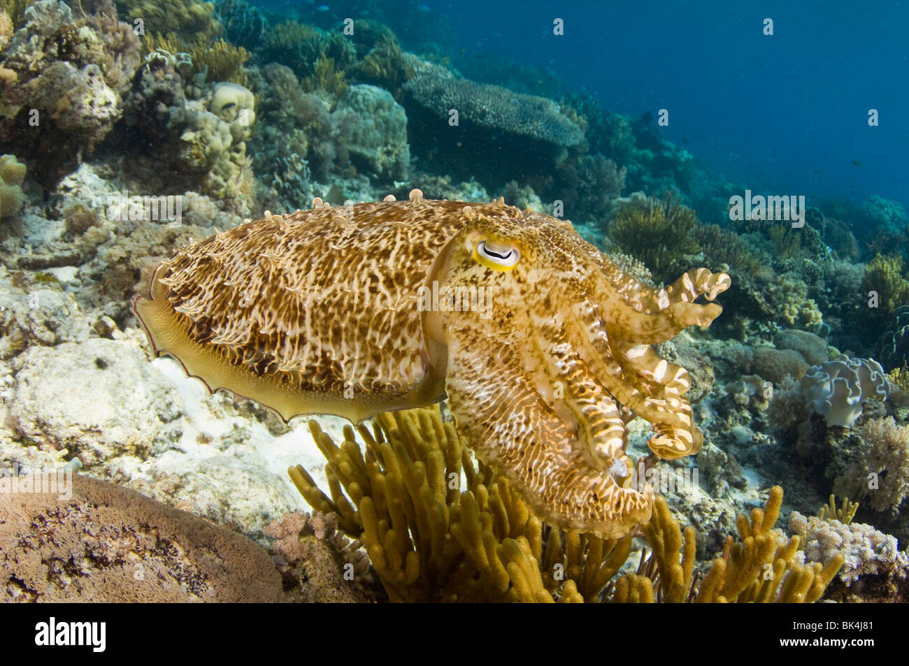 Broadclub Le Seppie Sepia latimanus, Sabolo Kecil Island, il Parco Nazionale di Komodo, Indonesia Foto Stock