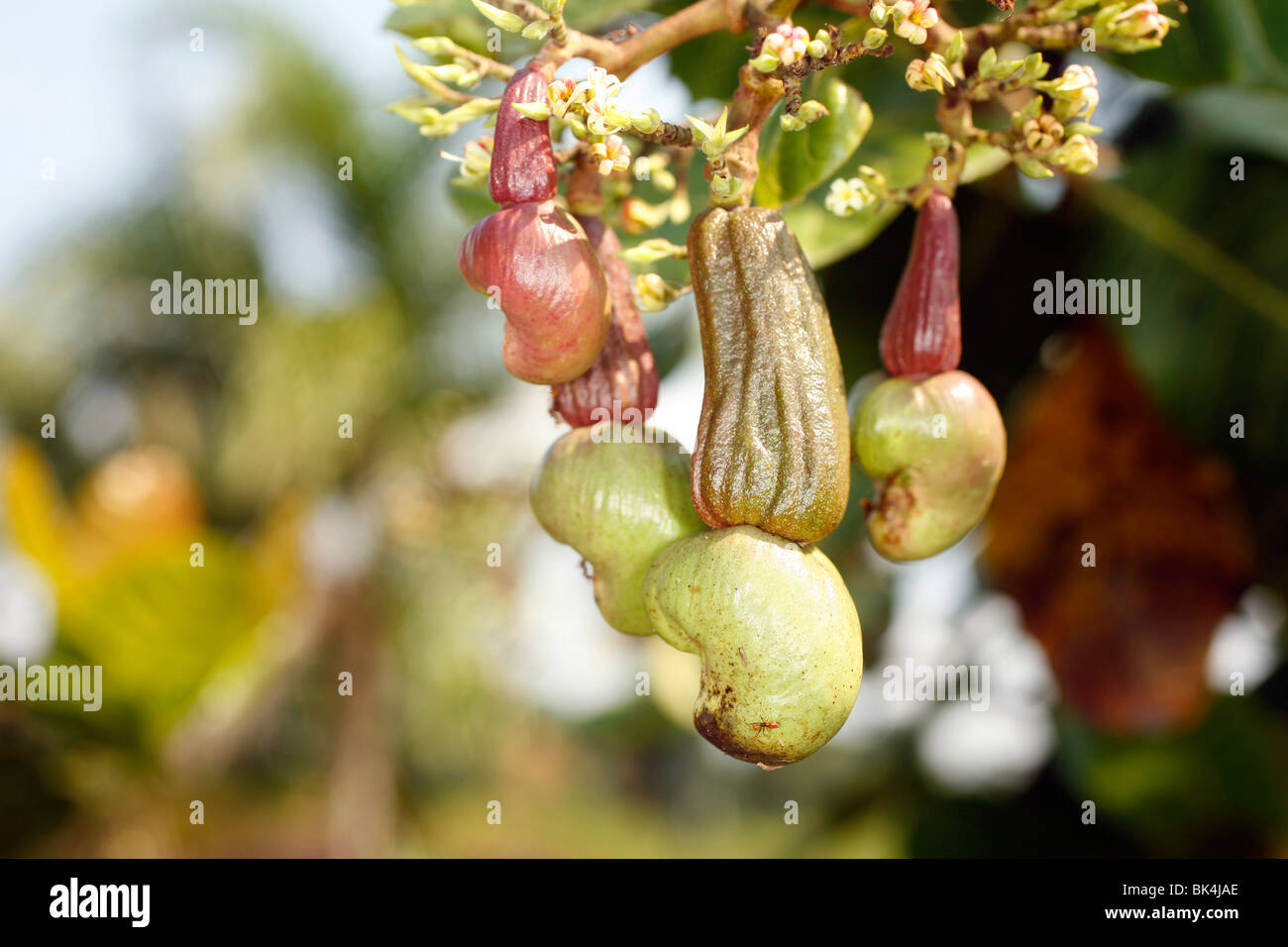 Anacardi frutto (Excelsum occidentale) Foto Stock