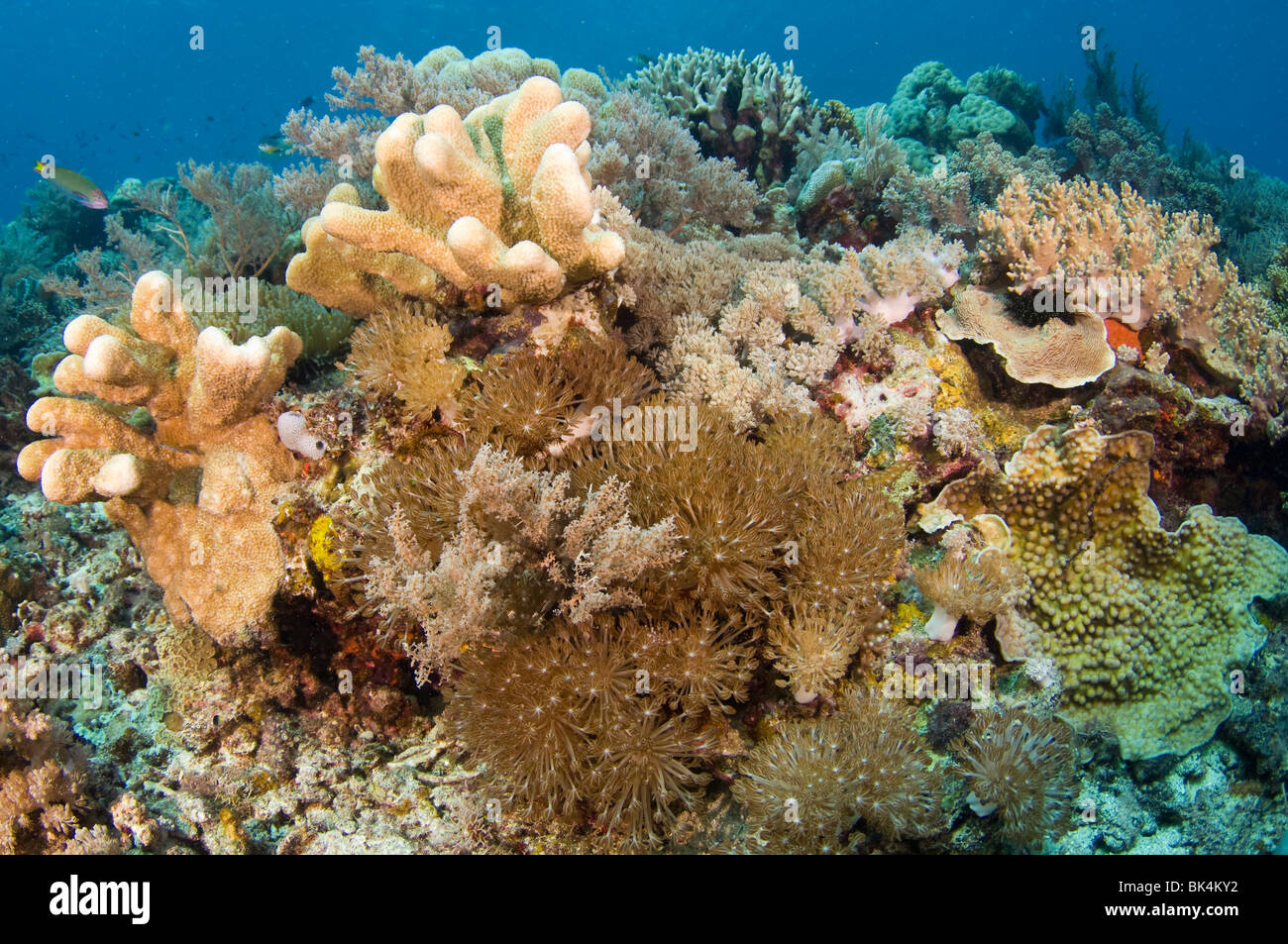 Tropical Coral Reef, Sabolo Kecil Island, il Parco Nazionale di Komodo, Indonesia Foto Stock