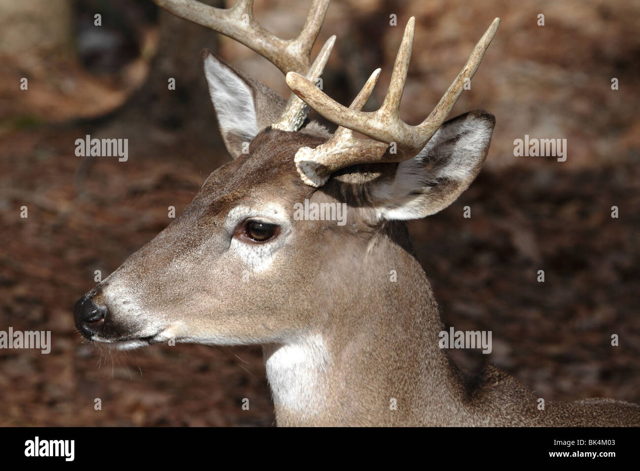 White-tailed deer Foto Stock