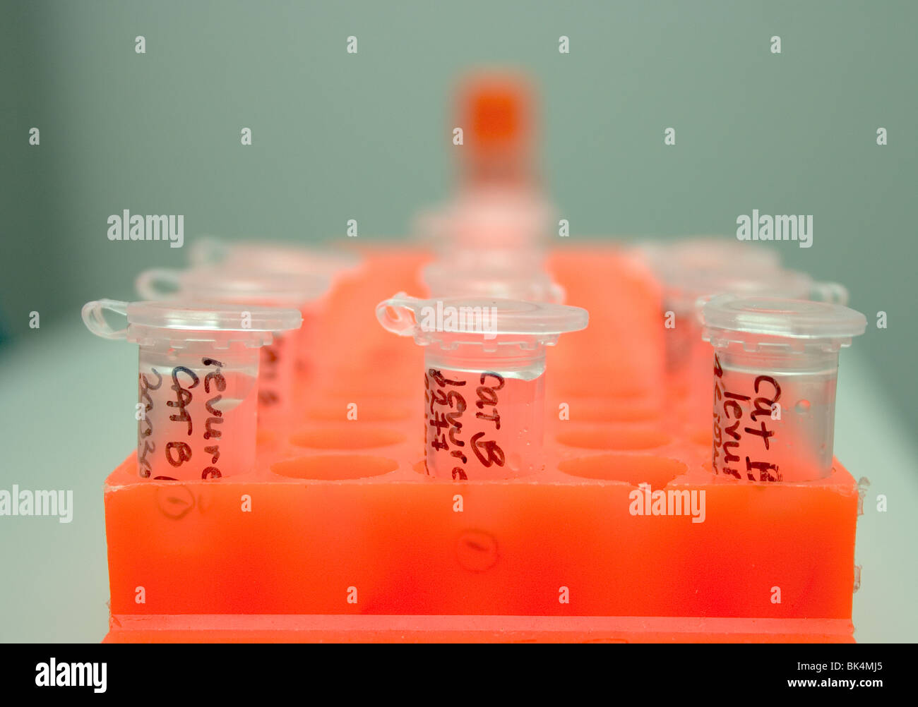 Le pipette liquido di gocciolamento in supporto del campione Foto Stock