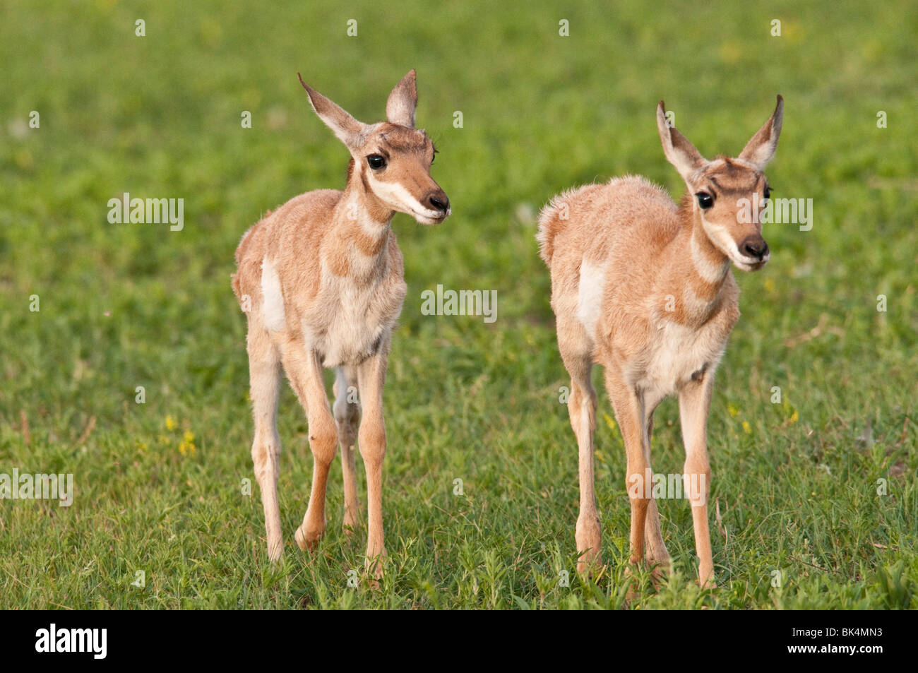 Pronghorn, Antilocapra americana, twin cerbiatti, parco nazionale della Grotta del Vento, il Dakota del Sud, STATI UNITI D'AMERICA Foto Stock