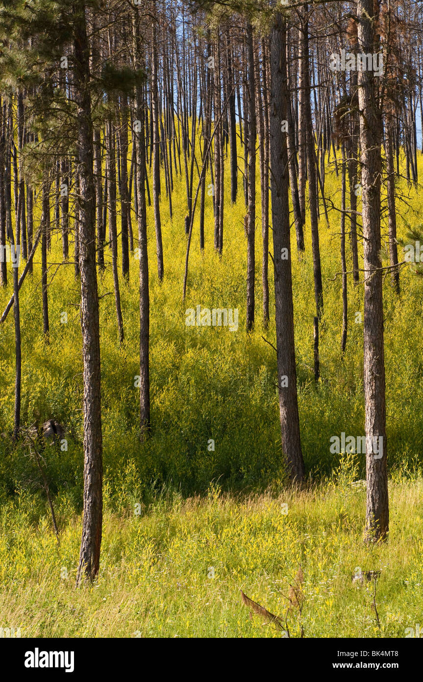 Giallo meliloto, Melilotus officinalis, tra Ponderosa Pine Trees, Pinus ponderosa, parco nazionale della Grotta del Vento, South Dakota, Foto Stock