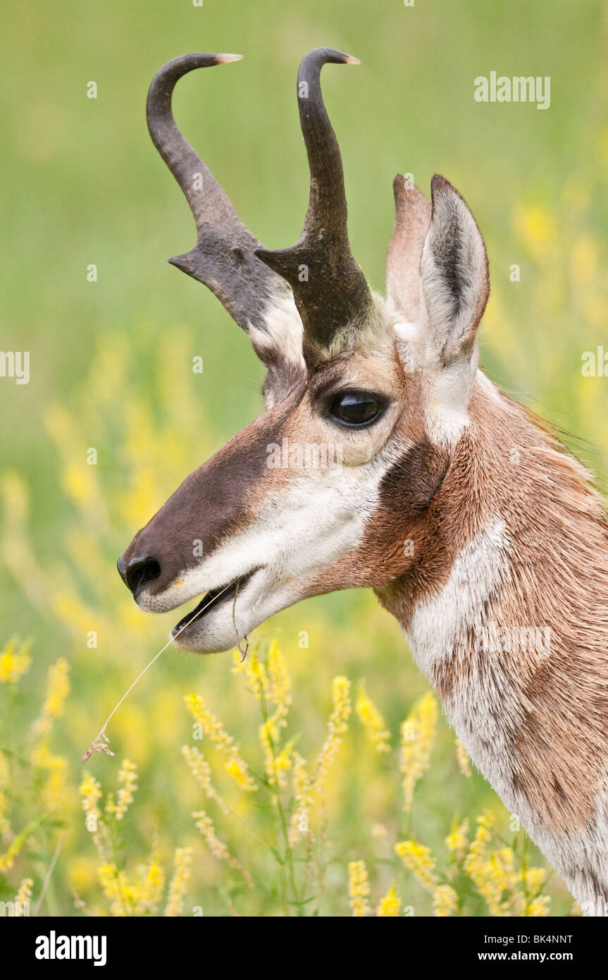 Pronghorn, Antilocapra americana, in giallo meliloto, Melilotus officinalis, Custer State Park, il Dakota del Sud, STATI UNITI D'AMERICA Foto Stock