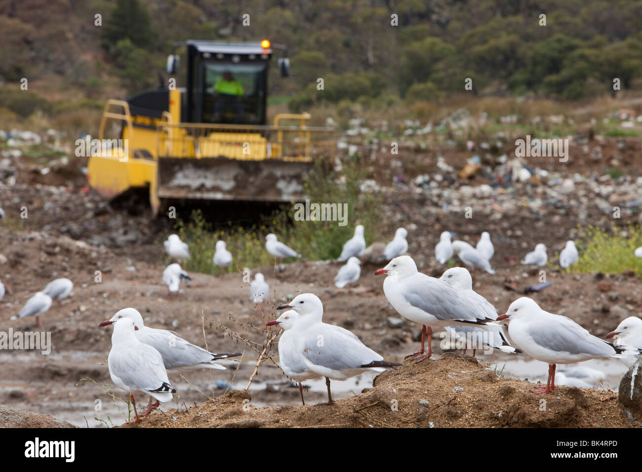 Argento Gabbiani a Jindabyne discarica nel bel mezzo delle montagne innevate, Australia. Foto Stock