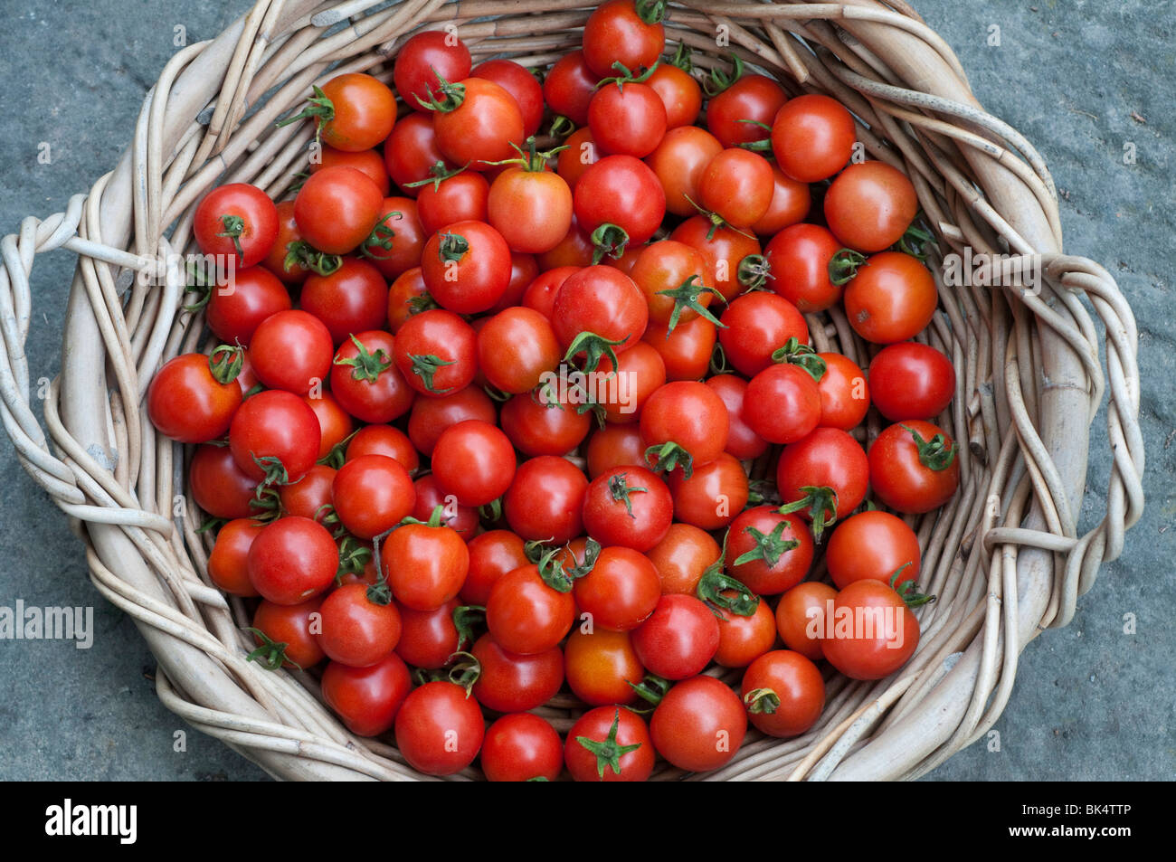 Appena raccolto di pomodori ciliegini in un cestello Foto Stock