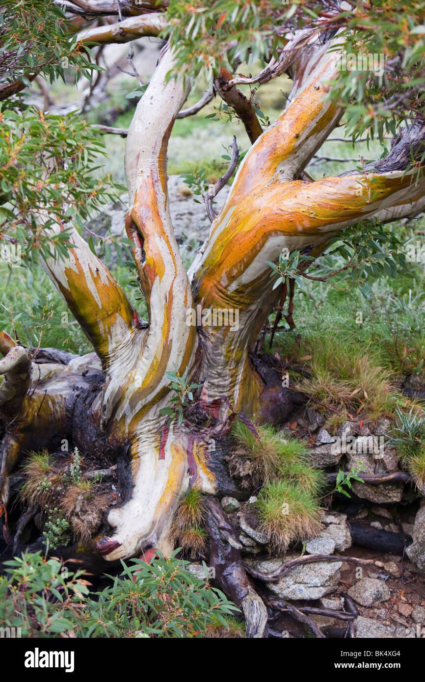 Snow Gum alberi nelle montagne innevate, Australia. Questi hardy alberi di eucalipto crescere lentamente intorno a 5000 piedi in montagna. Foto Stock