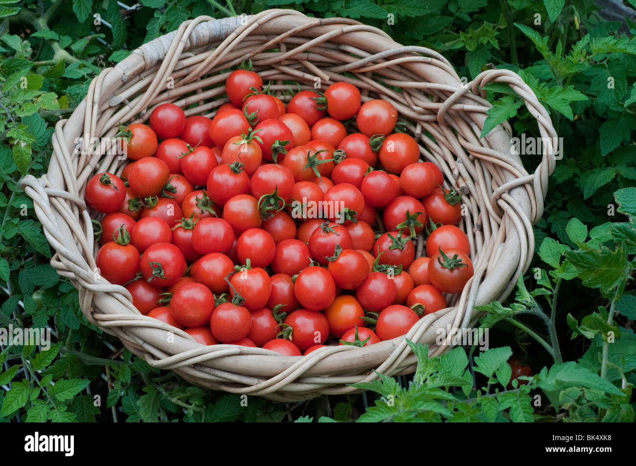 Appena raccolto di pomodori ciliegini in un cestello Foto Stock