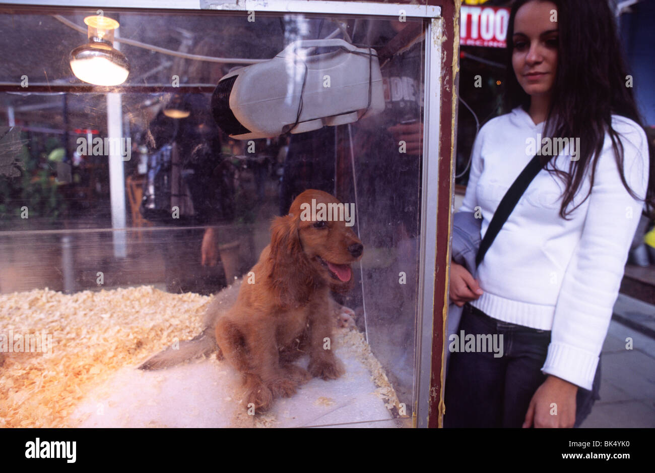 Una ragazza guarda un cane in un terrario. Un pet shop vende cani su Boulevard Vitosha a Sofia, Bulgaria. Foto Stock