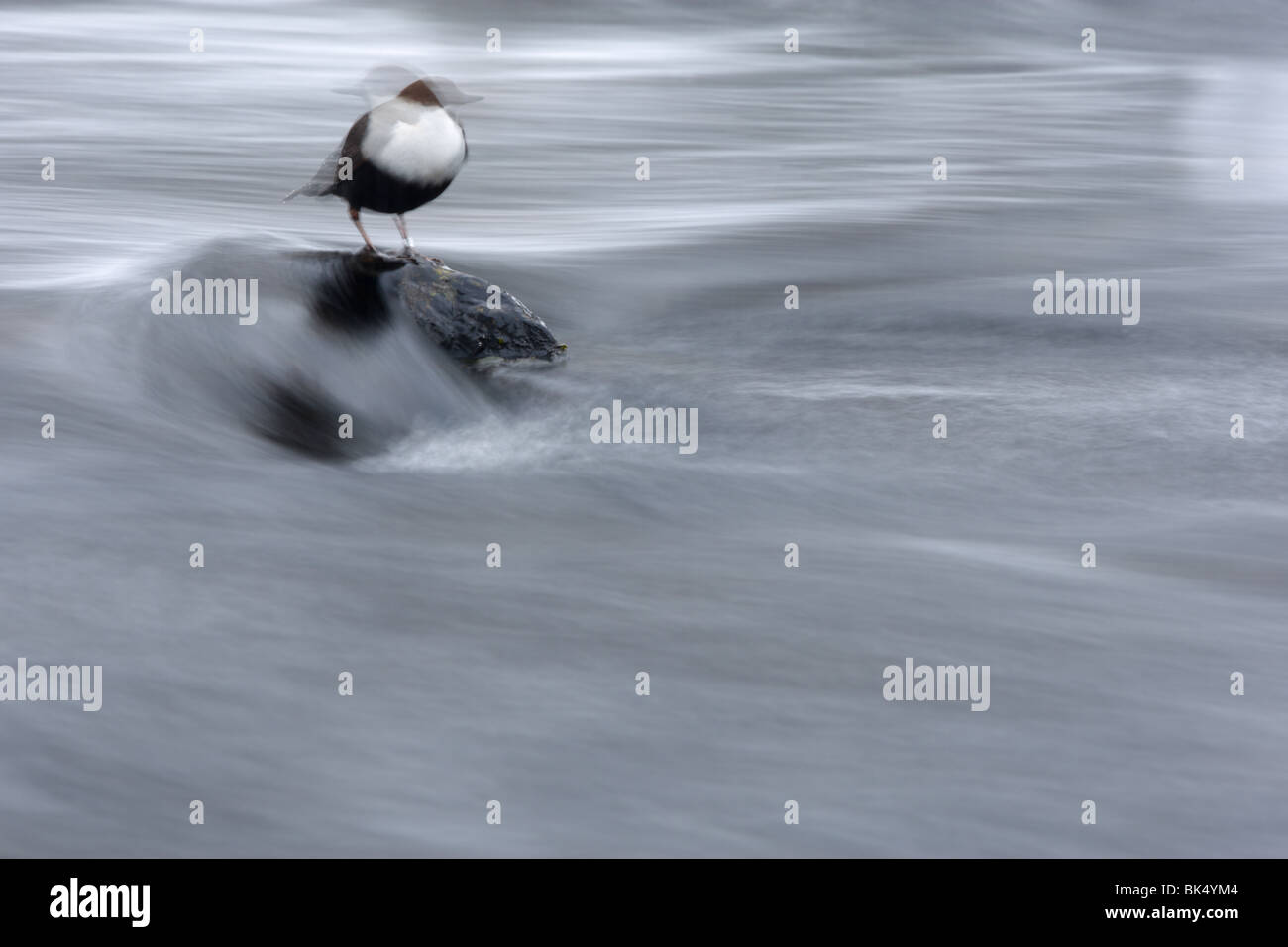 Bianco-throated bilanciere (Cinclus cinclus) in movimento su ghiaccio accanto a che scorre veloce sul fiume. Foto Stock