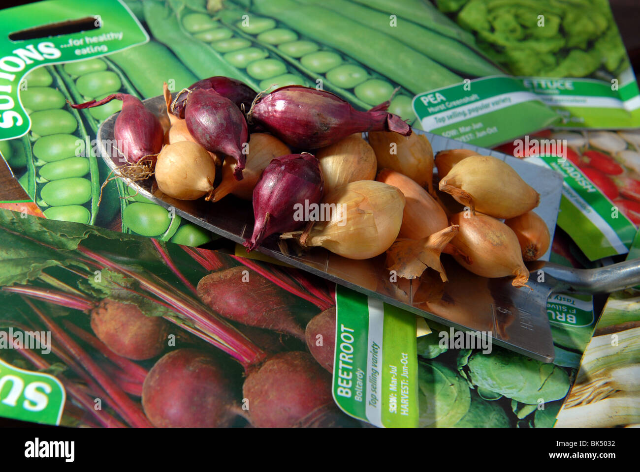 Una varietà di semi di ortaggi e bulbi pronto per essere piantato in un piccolo appezzamento di veg autosufficienti crescere il proprio Foto Stock
