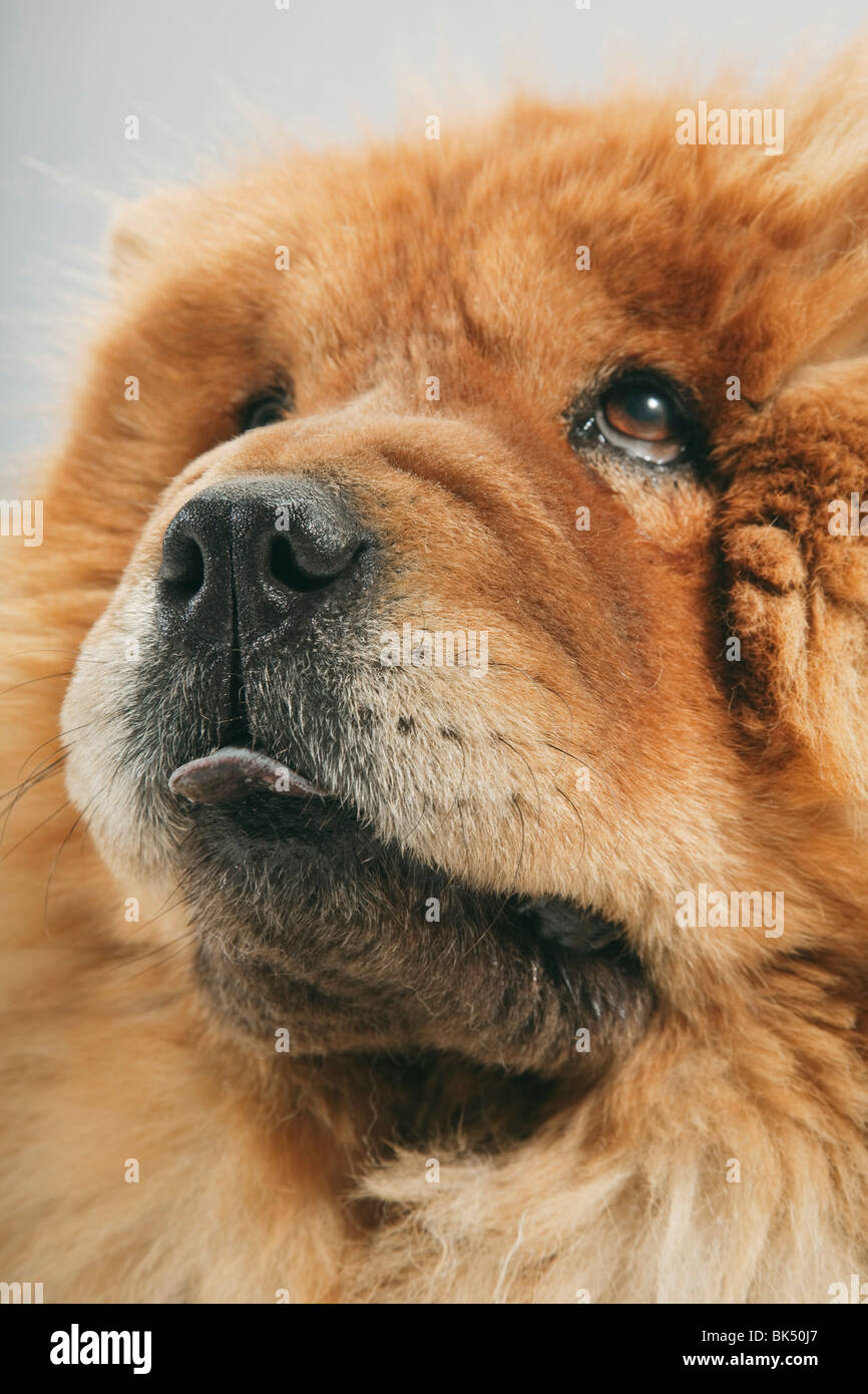 Ritratto del cane Foto Stock