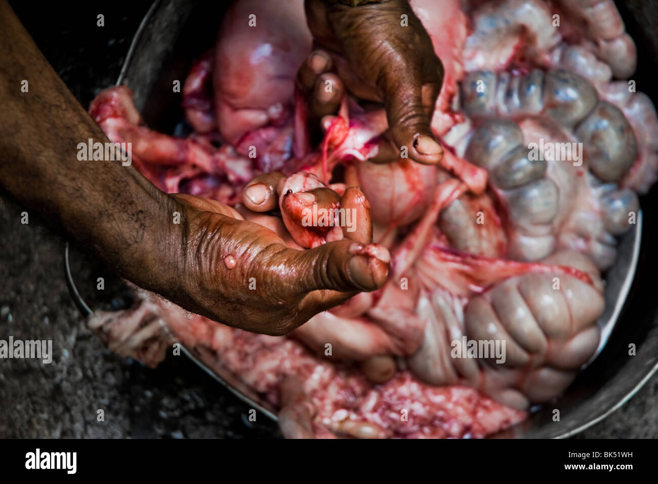 Un uomo cubano l'elaborazione dell'intestino del maiale nella benna durante l uccisione di porco in Santiago de Cuba, Cuba. Foto Stock