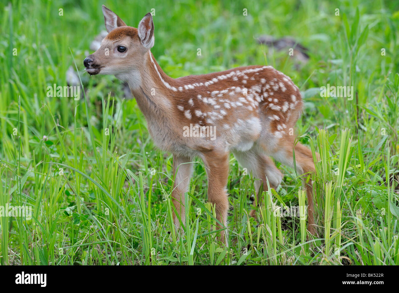 White Tailed Deer Fawn, Minnesota, Stati Uniti d'America Foto Stock