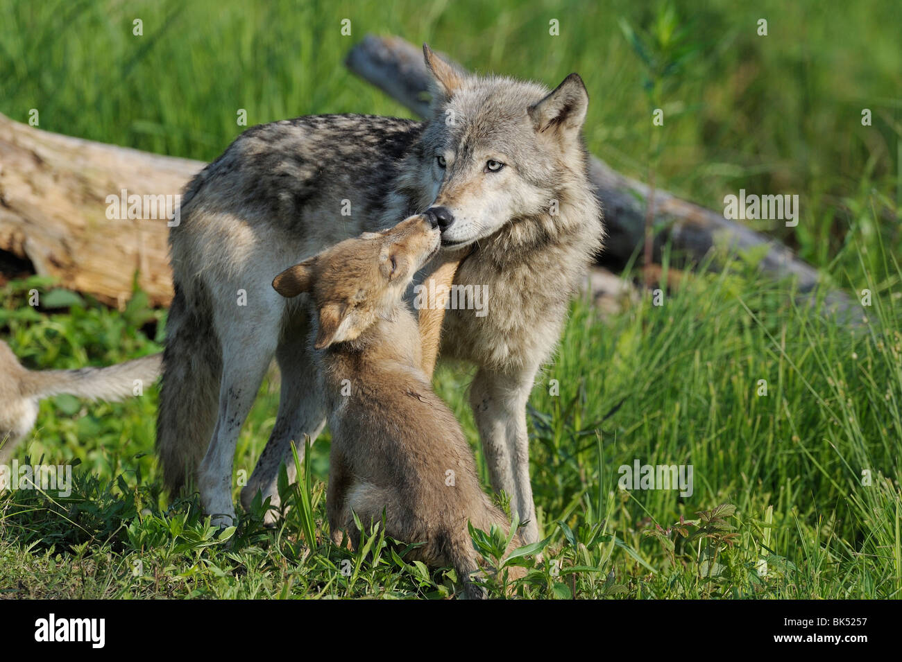 Lupo grigio con Pup, Minnesota, Stati Uniti d'America Foto Stock