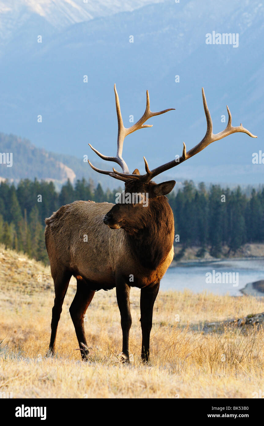 Elk, Jasper National Park, Alberta, Canada Foto Stock