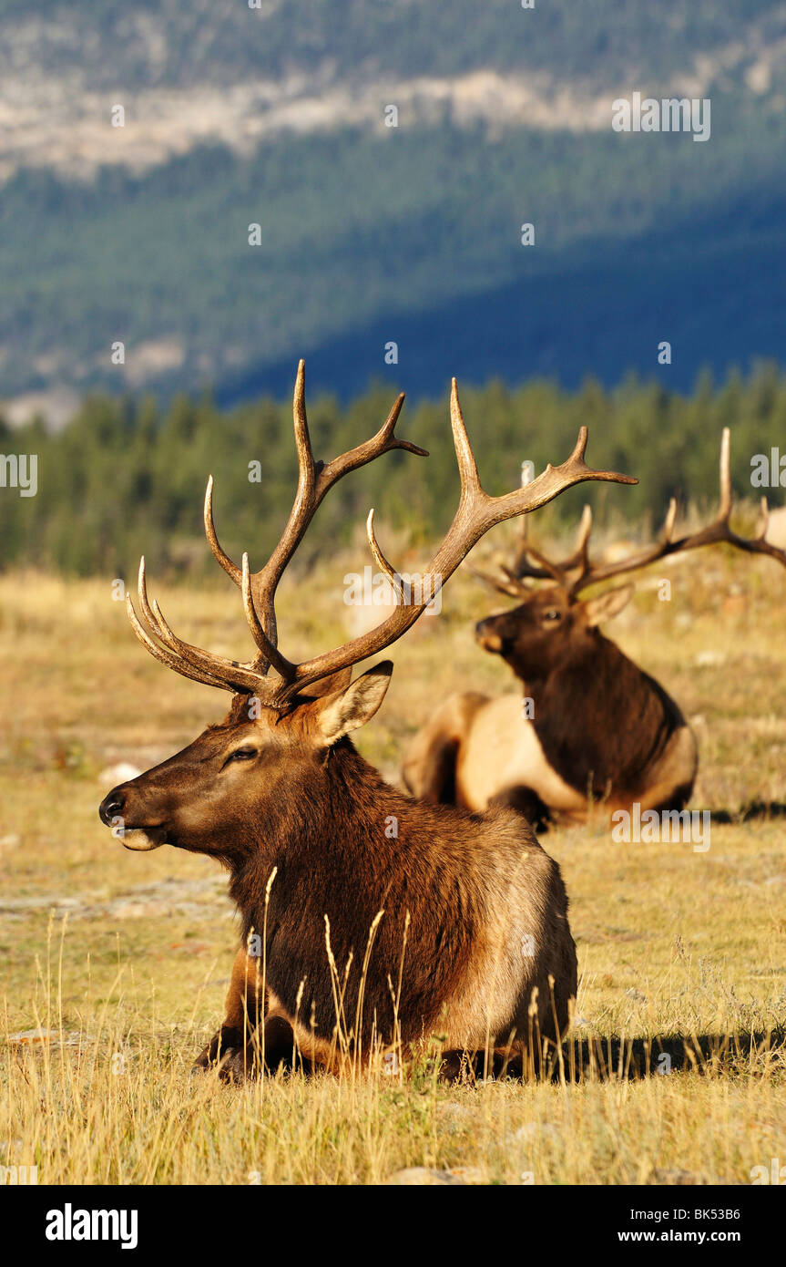 Elk, Jasper National Park, Alberta, Canada Foto Stock