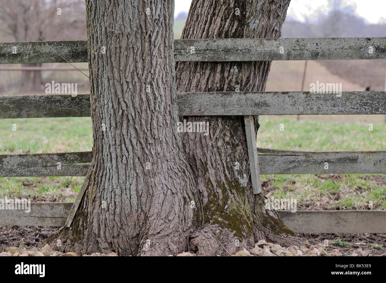 Staccionata in legno costruito tra le forche di un albero dividendo la linea di proprietà Foto Stock