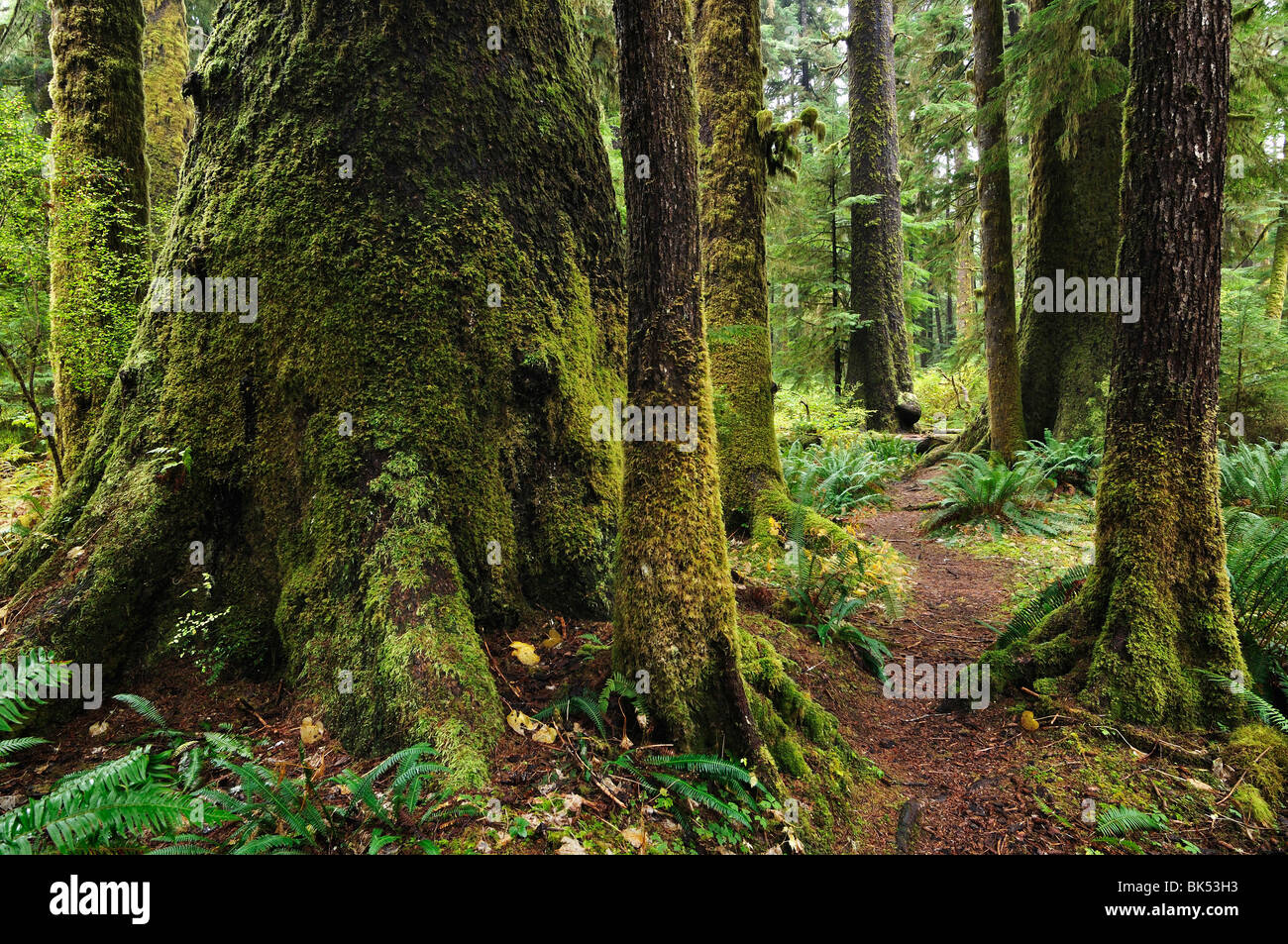 Vecchia Foresta Pluviale di crescita, Carmanah Walbran Parco Provinciale, Isola di Vancouver, British Columbia, Canada Foto Stock