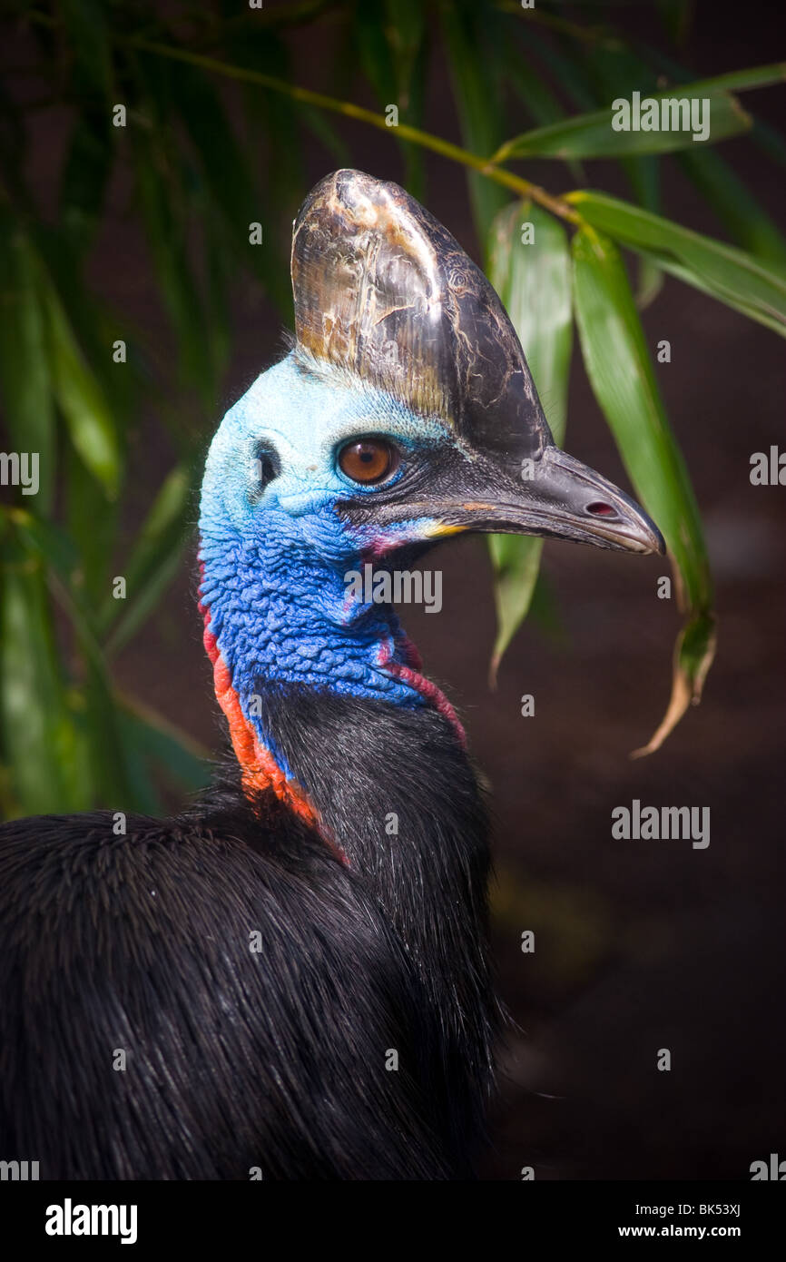 Sud - Casuario Casuarius casuarius Foto Stock