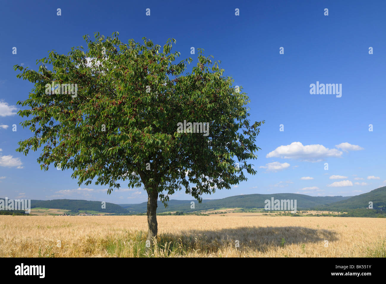 Campo di orzo e ciliegio, Franconia, Baviera, Germania Foto Stock