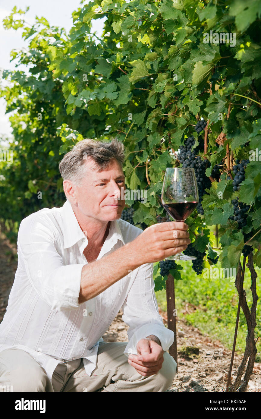 Uomo in vigna esaminando un bicchiere di vino Foto Stock