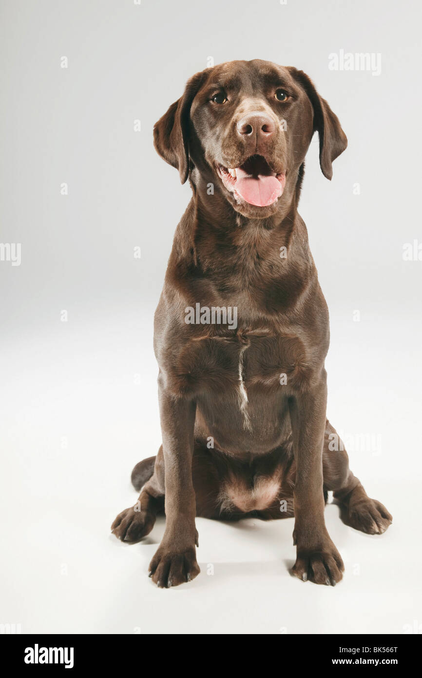 Ritratto del cane Foto Stock