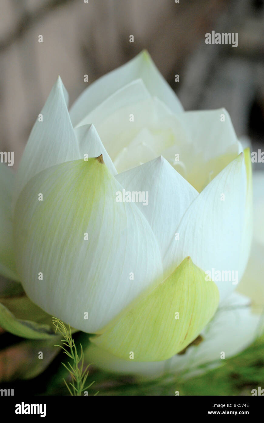 Fiore di loto, Hanoi, Vietnam, Indocina, Asia sud-orientale, Asia Foto Stock