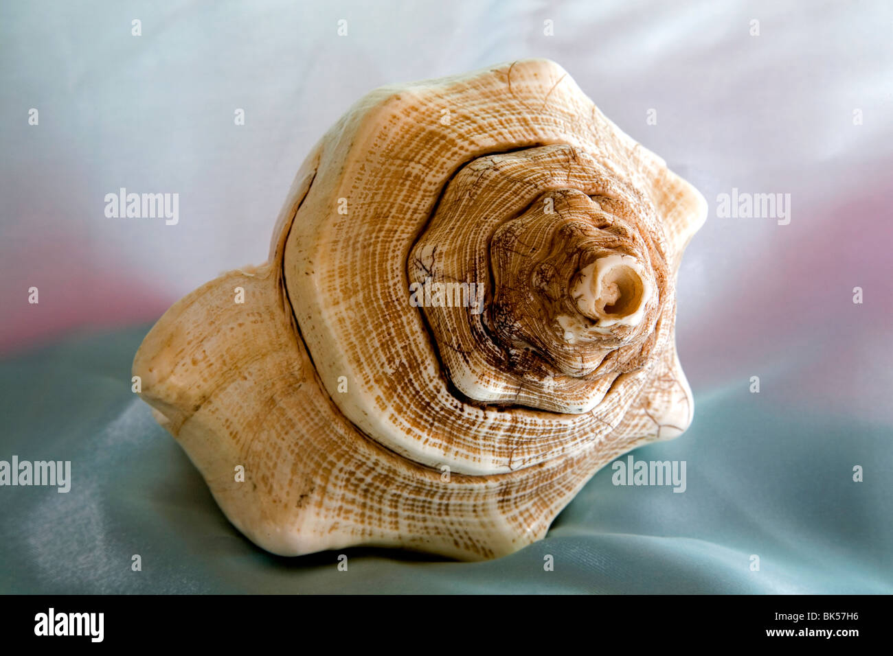 Un antico pietrificati conchiglia Foto Stock